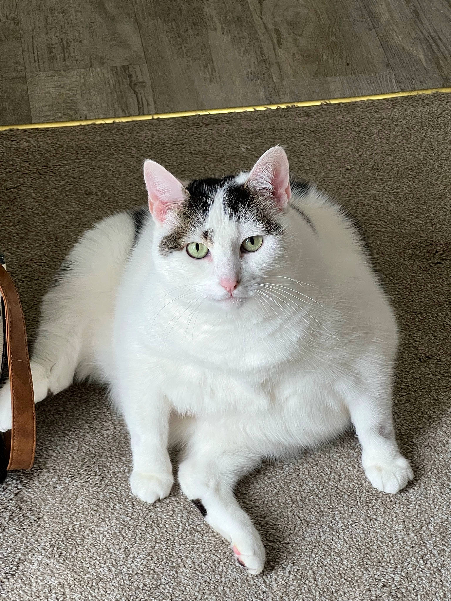 Baby Kitty is registered to the contest to win money with this photo: bag, carnivore, cat, claw, domestic_short_haired_cat, felidae, flooring, foot, fur, luggage_and_bags, paw, road_surface, sitting, small_to_medium_sized_cats, snout, tail, whiskers