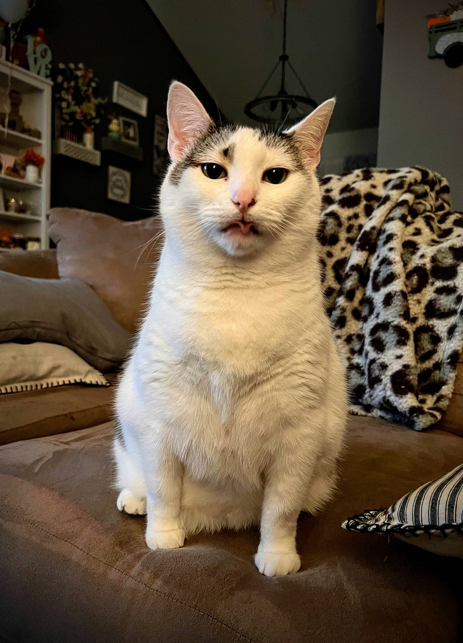 Baby Kitty is registered to the contest to win money with this photo: carnivore, cat, comfort, couch, domestic_short_haired_cat, felidae, flooring, fur, linens, paw, picture_frame, shelf, small_to_medium_sized_cats, snout, tail, terrestrial_animal, whiskers