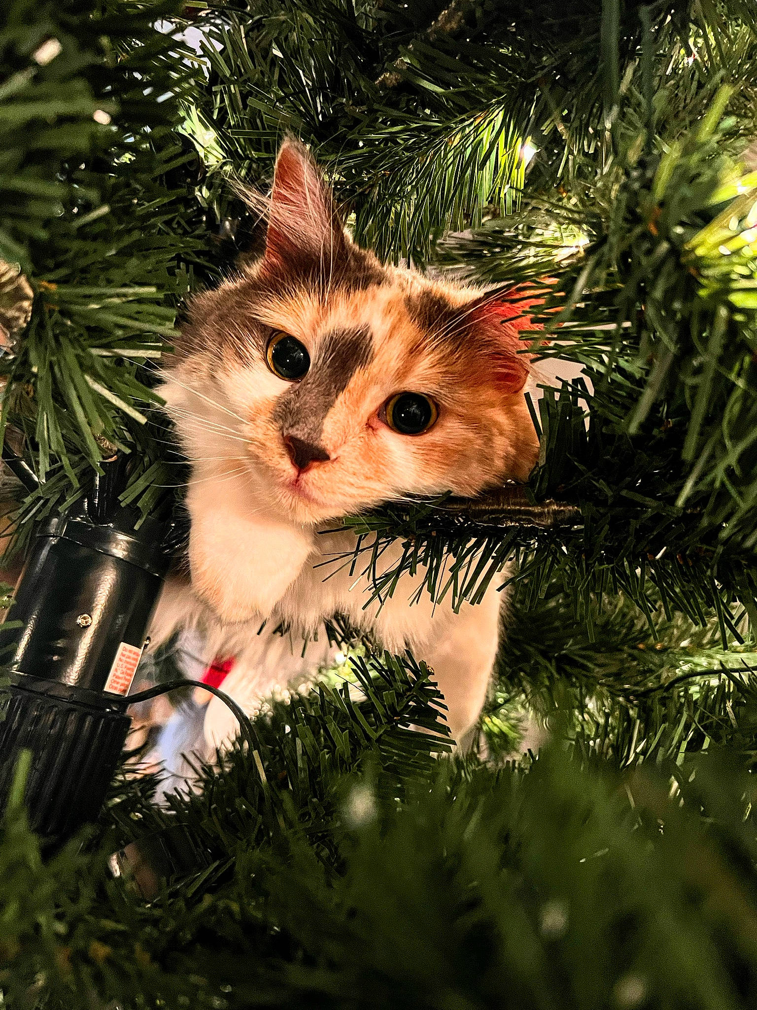 Raya joined the competition — help win amazing prizes! carnivore, cat, christmas_decoration, christmas_ornament, christmas_tree, event, evergreen, fawn, felidae, grass, holiday_ornament, larch, ornament, plant, small_to_medium_sized_cats, snout, tree, twig, whiskers, wood