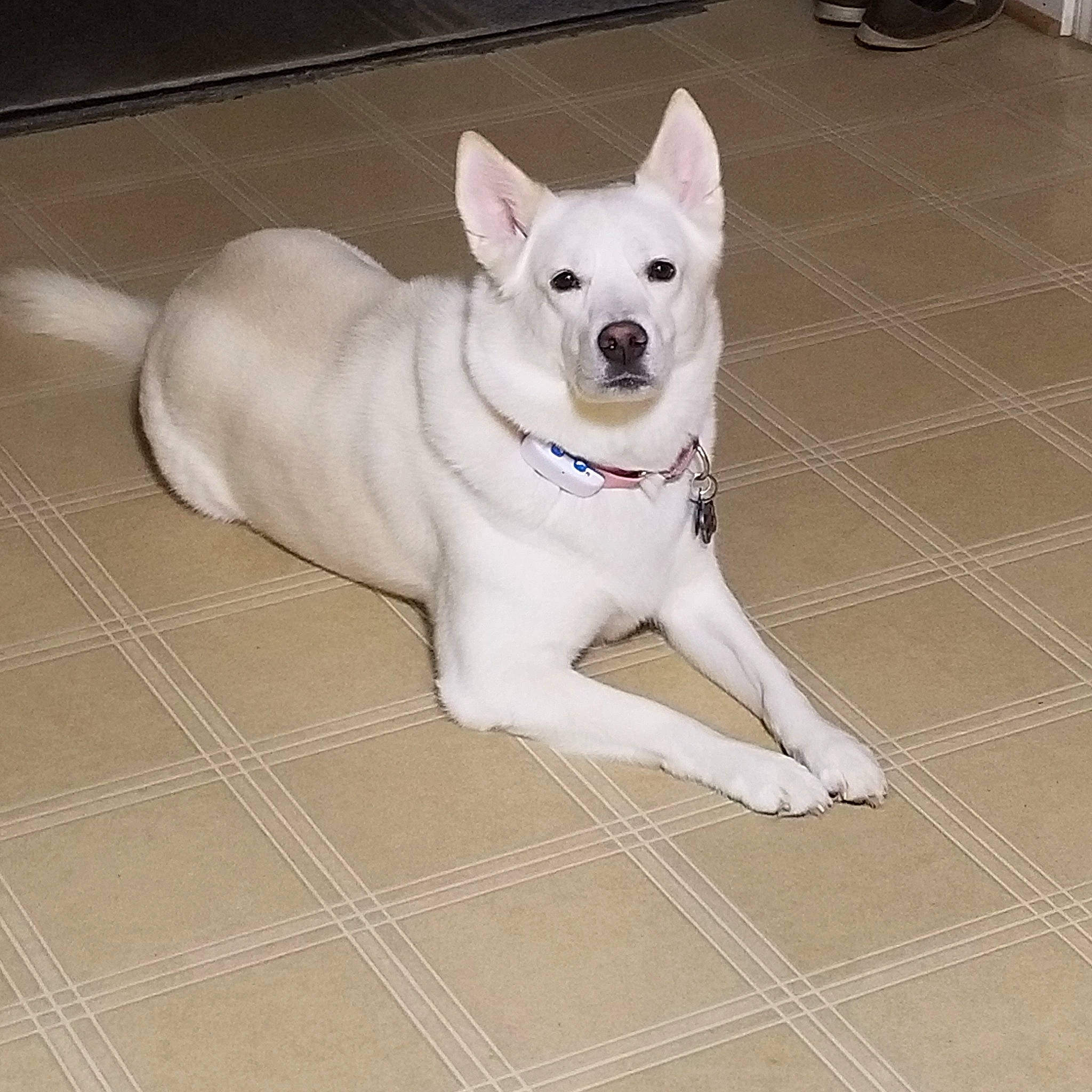 Shyla is registered to the contest to win money with this photo: canidae, carnivore, collar, comfort, companion_dog, dog, dog_breed, dog_collar, fawn, floor, flooring, paw, snout, sporting_group, tail, tile_flooring, toy_dog, whiskers, wood, working_animal