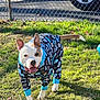 dog, grass, outdoor, sunlight, pet_clothing, pajamas, happy, playful, canine, animal, fence, wheel, paw, tail, ears, snout, daytime, shadow, nature, cute