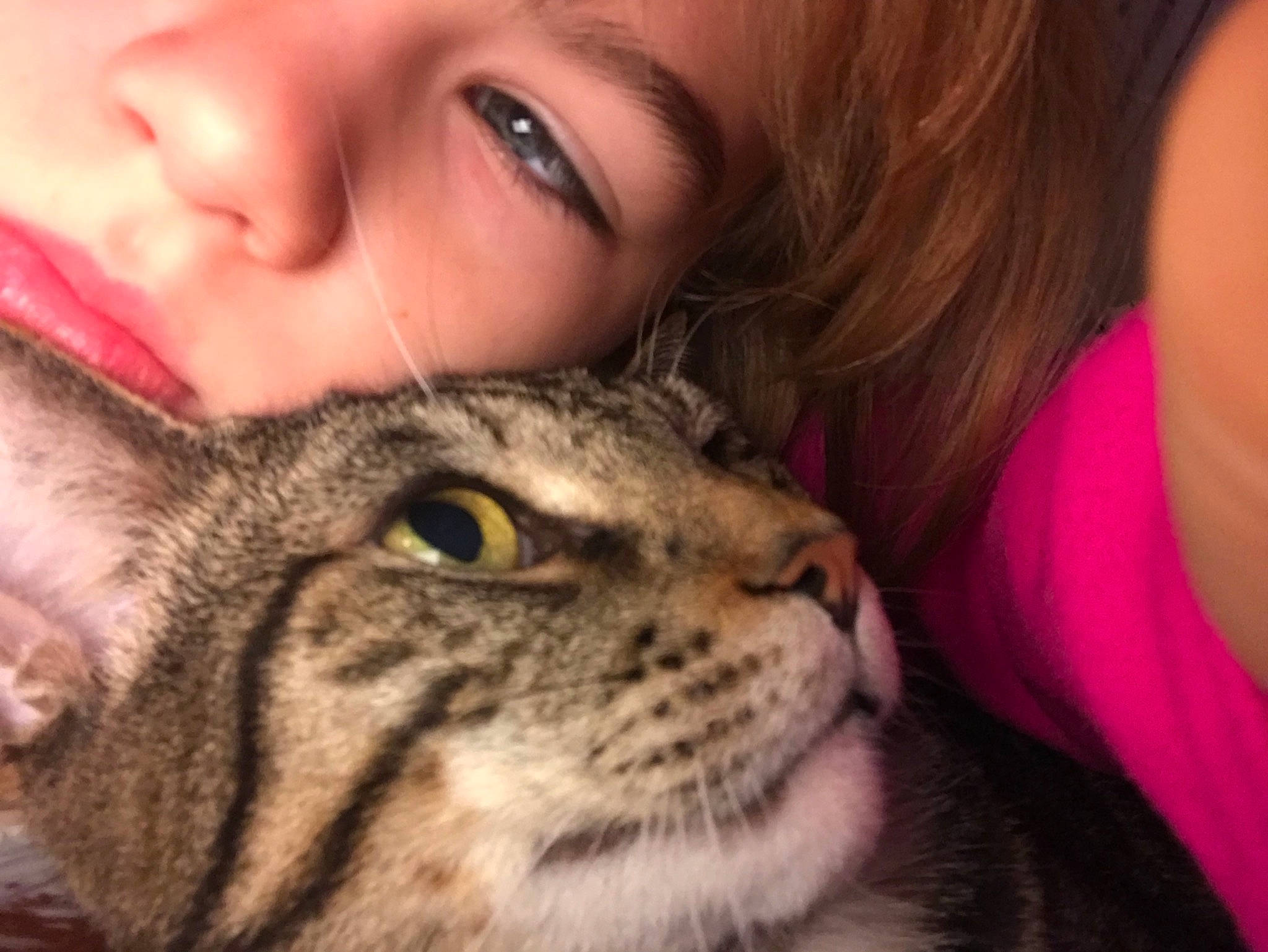 Pickle is registered to the contest to win money with this photo: carnivore, cat, cheek, close_up, european_shorthair, eye, face, felidae, fur, hair, head, mammal, nose, organ, pixie_bob, skin, small_to_medium_sized_cats, snout, tabby_cat, whiskers