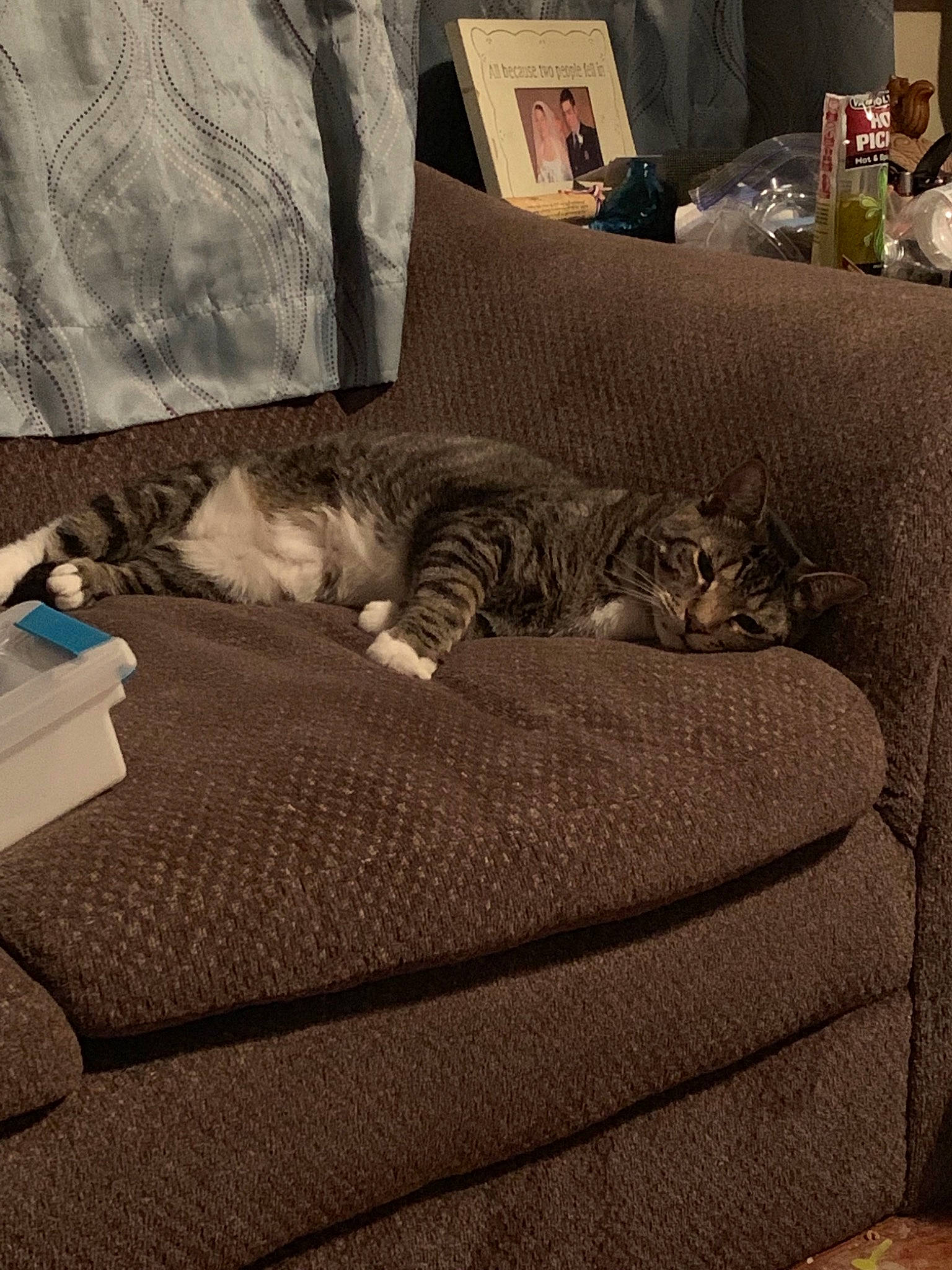 Pickle joined the competition — help win amazing prizes! american_shorthair, asian, bed_sheet, carnivore, cat, comfort, couch, egyptian_mau, european_shorthair, felidae, fur, furniture, kitten, linens, ocicat, pixie_bob, room, small_to_medium_sized_cats, tabby_cat, whiskers