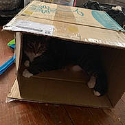 Pickle is registered to the contest to win money with this photo: cardboard, cat, floor, furniture, hardwood, table, wood