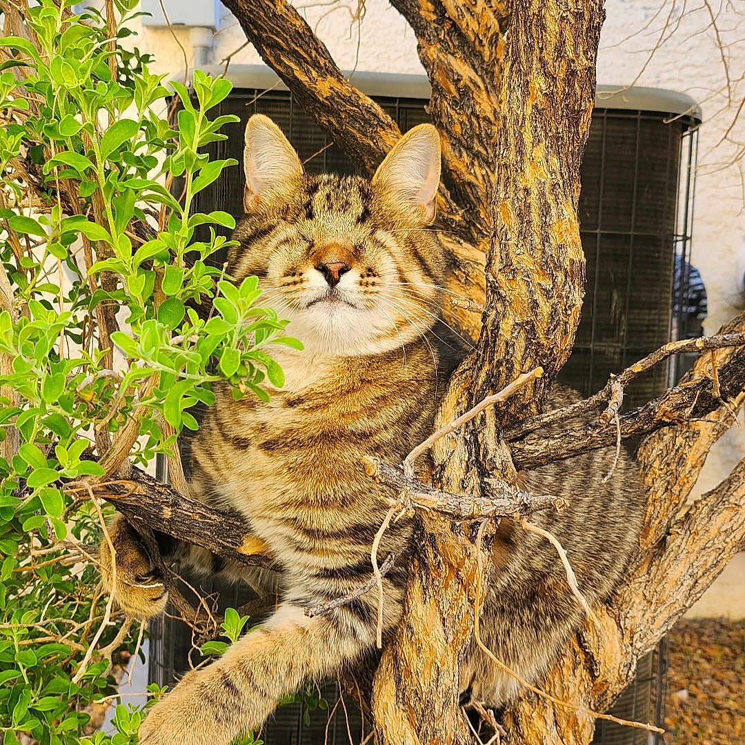 Blind Buddy is registered to the contest to win money with this photo: abyssinian, animal, cat, flower, grass, herbal, herbs, kitten, leaf, nature, outdoors, person, pet, plant, pottedplant, tree, treetrunk, vegetation, wood, yard
