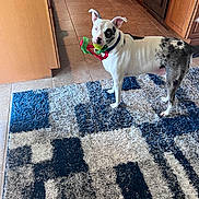 Ford is registered to the contest to win money with this photo: animal, black_and_white, blue, collar, dog, household, indoors, kitchen, oven, pet, portrait, refrigerator, ribbon, rug, spotted_dog, standing, tennis_ball, tile_floor, toy, wooden_cabinets