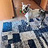 dog, spotted_dog, pet, animal, standing, kitchen, indoors, rug, tile_floor, wooden_cabinets, oven, refrigerator, tennis_ball, toy, ribbon, collar, black_and_white, blue, portrait, household