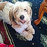 dog, pet, shaggy_dog, fluffy, white_fur, brown_fur, sitting, indoors, rug, patterned_rug, wooden_chair, furniture, home, portrait, animal, companion_animal, black_nose, long_hair, cute, photograph