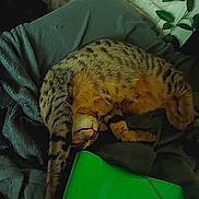 Baggio a rejoint le concours — aidez-le/la à gagner de superbes lots ! cat, tabby, sleeping, stretching, blanket, indoor, cozy, feline, striped, fur, relaxed, resting, green_notebook, text, home, plant, soft, comfortable, pet, napping