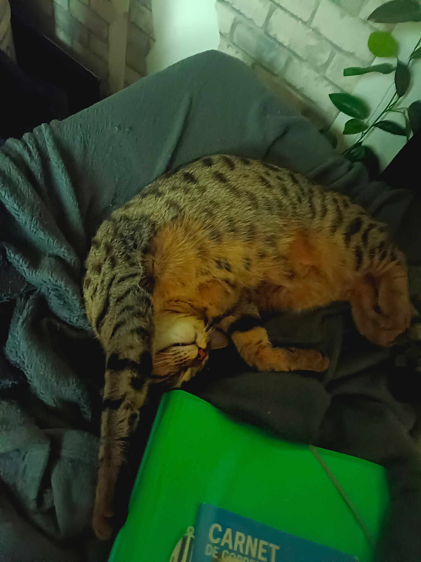 Baggio a rejoint le concours — aidez-le/la à gagner de superbes lots ! cat, tabby, sleeping, stretching, blanket, indoor, cozy, feline, striped, fur, relaxed, resting, green_notebook, text, home, plant, soft, comfortable, pet, napping