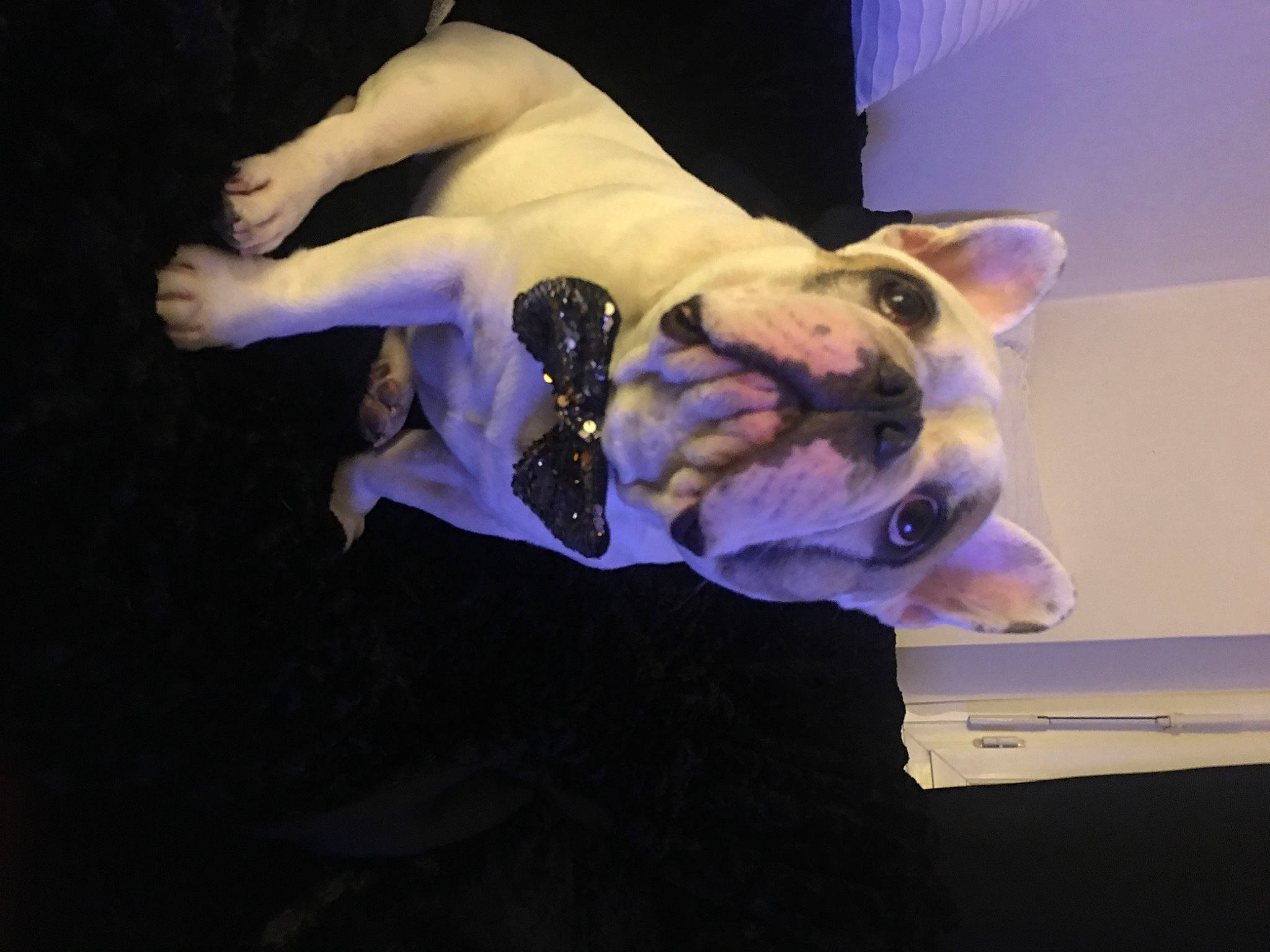 Popeye participe au concours pour gagner de l'argent avec cette photo : animation, canidae, carnivore, companion_dog, dog_breed, dog_clothes, entertainment, event, fawn, felidae, fictional_character, fun, fur, magenta, performance_art, performing_arts, purple, snout, sporting_group, tail