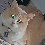 Ponyo is registered to the contest to win money with this photo: adorable, bed, cat, closeup, collar, cozy, cushion, domestic_animal, feline, fluffy, fur, glowing_eyes, heart_tag, indoor, looking_up, orange_cat, pet, portrait, tabby, whiskers