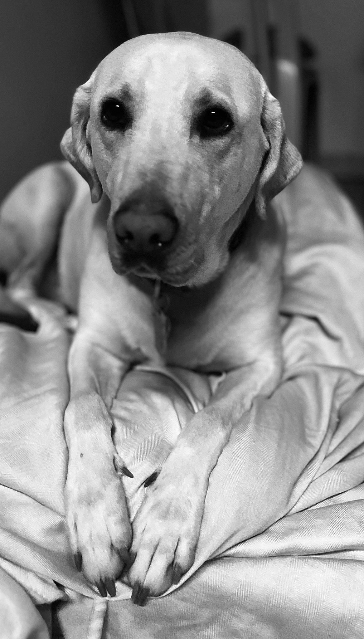 Trigger is registered to the contest to win money with this photo: black, black_and_white, carnivore, comfort, companion_dog, dog, dog_breed, fawn, head, hound, monochrome, monochrome_photography, snout, sporting_group, stock_photography, style, whiskers, white, working_animal, wrinkle