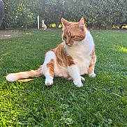 Guerlain participe au concours pour gagner de l'argent avec cette photo : animal, bushes, cat, daylight, feline, garden, grass, greenery, lawn, nature, orange_cat, outdoor, peaceful, pet, rabbit_statue, relaxed, sitting, statue, sunlight, white_cat