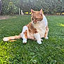 animal, bushes, cat, daylight, feline, garden, grass, greenery, lawn, nature, orange_cat, outdoor, peaceful, pet, rabbit_statue, relaxed, sitting, statue, sunlight, white_cat