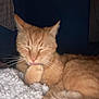 cat, orange_tabby, paw, licking, grooming, blanket, cozy, fur, whiskers, indoor, resting, sleepy, cute, pet, animal, relaxed, feline, soft, warm, domestic