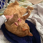 Pitou participe au concours pour gagner de l'argent avec cette photo : cat, orange_cat, pet, hand, bed, blanket, cozy, fur, playing, relaxed, indoor, feline, animal, comfort, resting, domestic, warm, cuddle, paws, sleepy