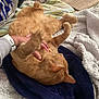 cat, orange_cat, pet, hand, bed, blanket, cozy, fur, playing, relaxed, indoor, feline, animal, comfort, resting, domestic, warm, cuddle, paws, sleepy