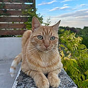Pitou a rejoint le concours — aidez-le/la à gagner de superbes lots ! animal, balcony, blue_sky, cat, close_up, clouds, ears, feline, garden, ginger_cat, green_eyes, ledge, orange_tabby, outdoor, paws, pet, plants, portrait, sitting, whiskers
