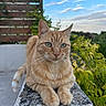 animal, balcony, blue_sky, cat, close_up, clouds, ears, feline, garden, ginger_cat, green_eyes, ledge, orange_tabby, outdoor, paws, pet, plants, portrait, sitting, whiskers