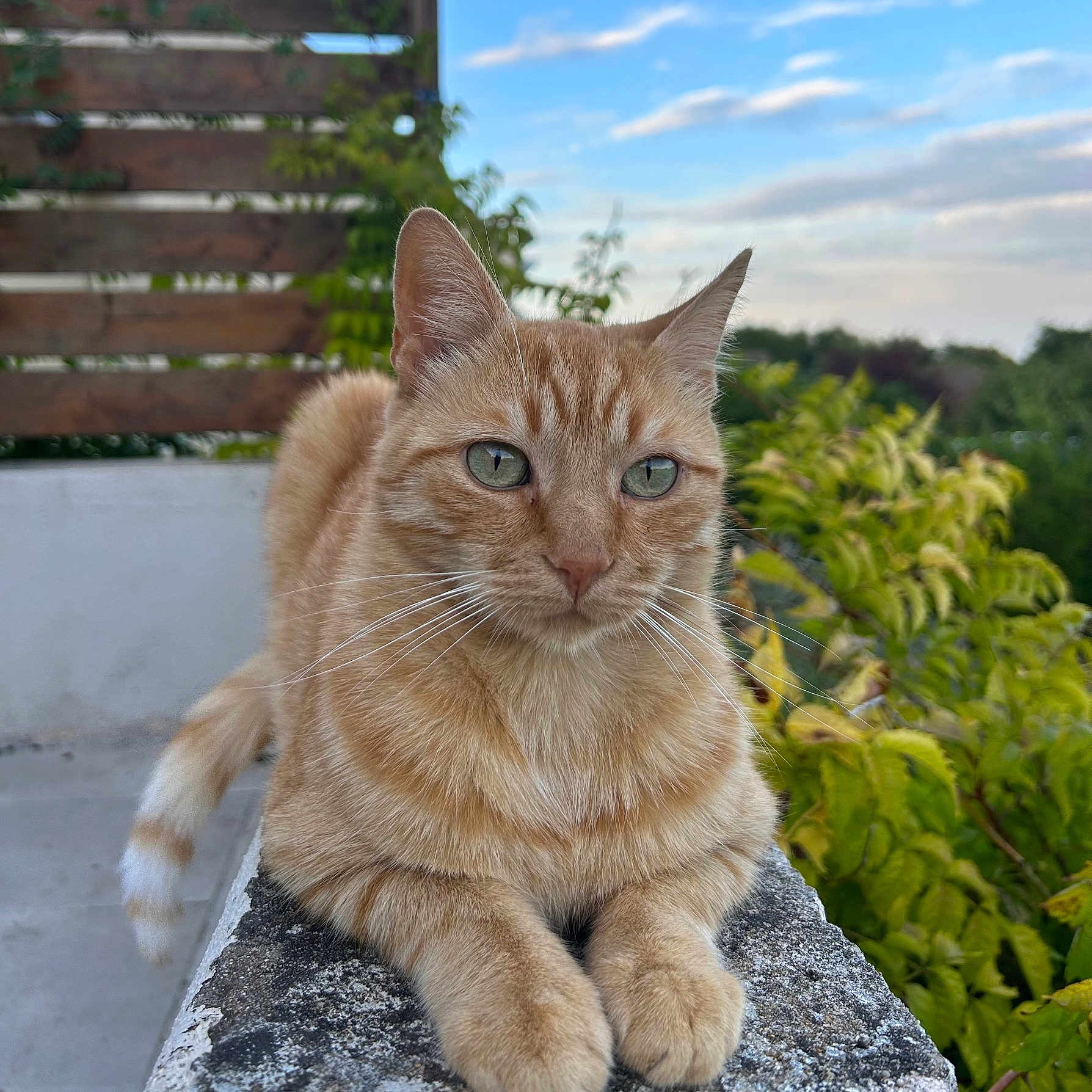 Pitou