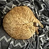 Pitou a rejoint le concours — aidez-le/la à gagner de superbes lots ! animal, bed, blanket, cat, cozy, curled_up, cute, feline, fur, ginger_cat, indoors, nap, orange_fur, patterned_fabric, pet, relaxed, resting, sleeping, soft_blanket, warm
