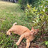 animal, backyard, blue_eyes, cat, ears, feline, garden, ginger_cat, grass, greenery, leaves, lying_down, nature, orange_tabby, outdoors, pet, plants, portrait, relaxed, whiskers