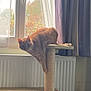 cat, orange_tabby, scratching_post, indoor, window, curtains, radiator, furniture, pet, animal, climbing, curious, cozy, daylight, home, carpet, relaxed, cute, whiskers, ears