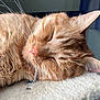 cat, ginger_cat, sleeping, close_up, whiskers, fur, ear, nose, indoor, blanket, bed, cozy, nap, portrait, tabby, domestic_cat, pet, soft_texture, relaxed, sleeping_pet