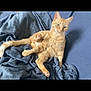cat, orange_tabby, pet, feline, animal, indoor, blanket, couch, relaxed, resting, fur, whiskers, paw, tail, blue_blanket, home, cozy, cute, domestic_cat, lazy