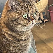 Marie a rejoint le concours — aidez-le/la à gagner de superbes lots ! cat, tabby, green_eyes, feline, whiskers, fur, indoor, pet, close_up, side_profile, cozy, household, soft_surface, domestic_animal, cute, mammal, animal, portrait, focused, relaxed