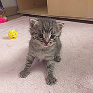 Antara a rejoint le concours — aidez-le/la à gagner de superbes lots ! american_curl, american_shorthair, asian, british_shorthair, carnivore, cat, domestic_short_haired_cat, dragon_li, egyptian_mau, european_shorthair, fawn, felidae, kitten, mammal, pixie_bob, scottish_fold, small_to_medium_sized_cats, tabby_cat, vertebrate, whiskers