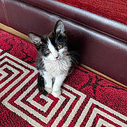 Maya participe au concours pour gagner de l'argent avec cette photo : kitten, cat, black_and_white, pet, animal, carpet, rug, indoor, furniture, couch, red, white, pattern, cute, small, young, fur, whiskers, looking_up, domestic