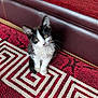 kitten, cat, black_and_white, pet, animal, carpet, rug, indoor, furniture, couch, red, white, pattern, cute, small, young, fur, whiskers, looking_up, domestic
