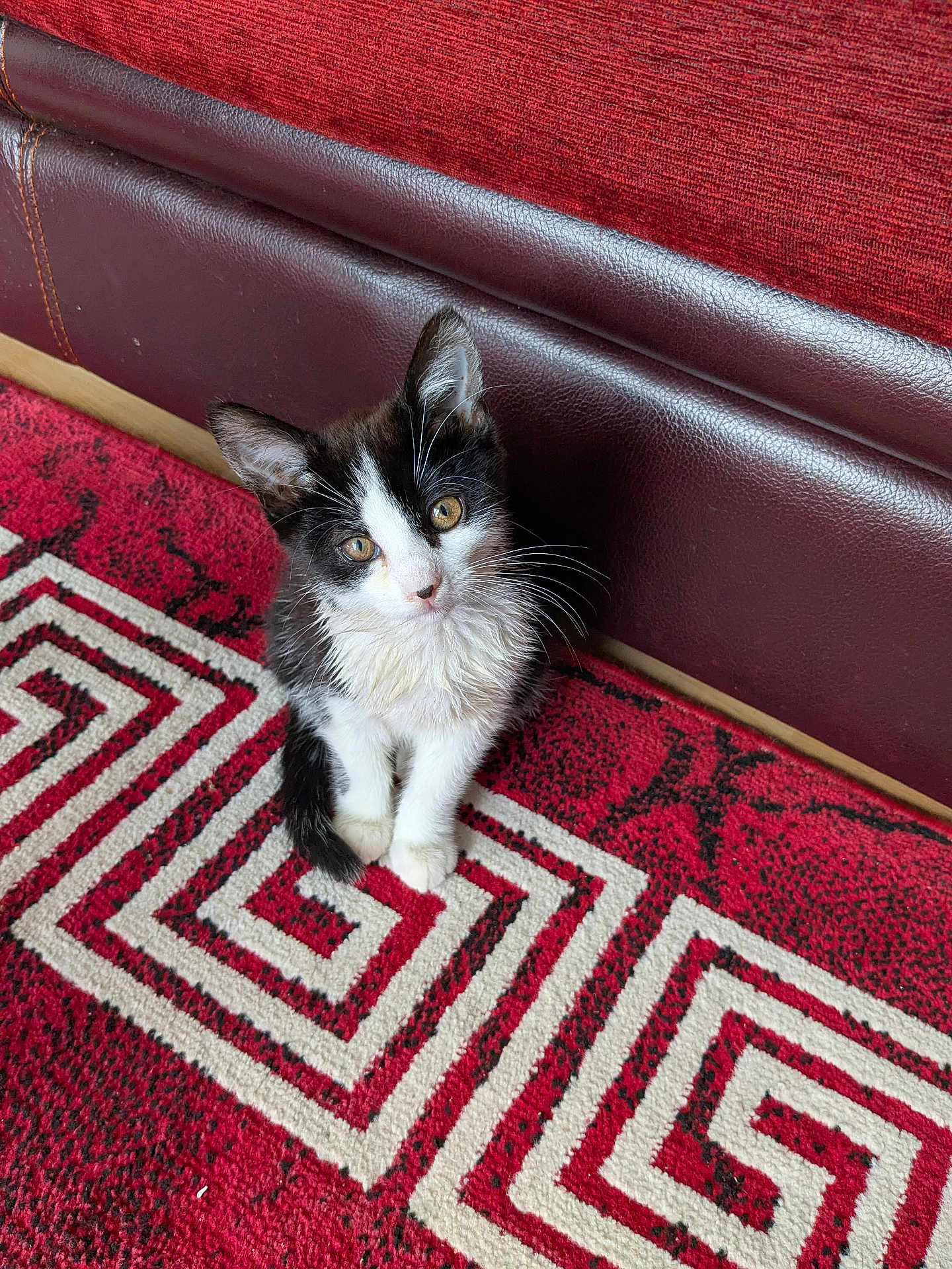 Maya participe au concours pour gagner de l'argent avec cette photo : kitten, cat, black_and_white, pet, animal, carpet, rug, indoor, furniture, couch, red, white, pattern, cute, small, young, fur, whiskers, looking_up, domestic