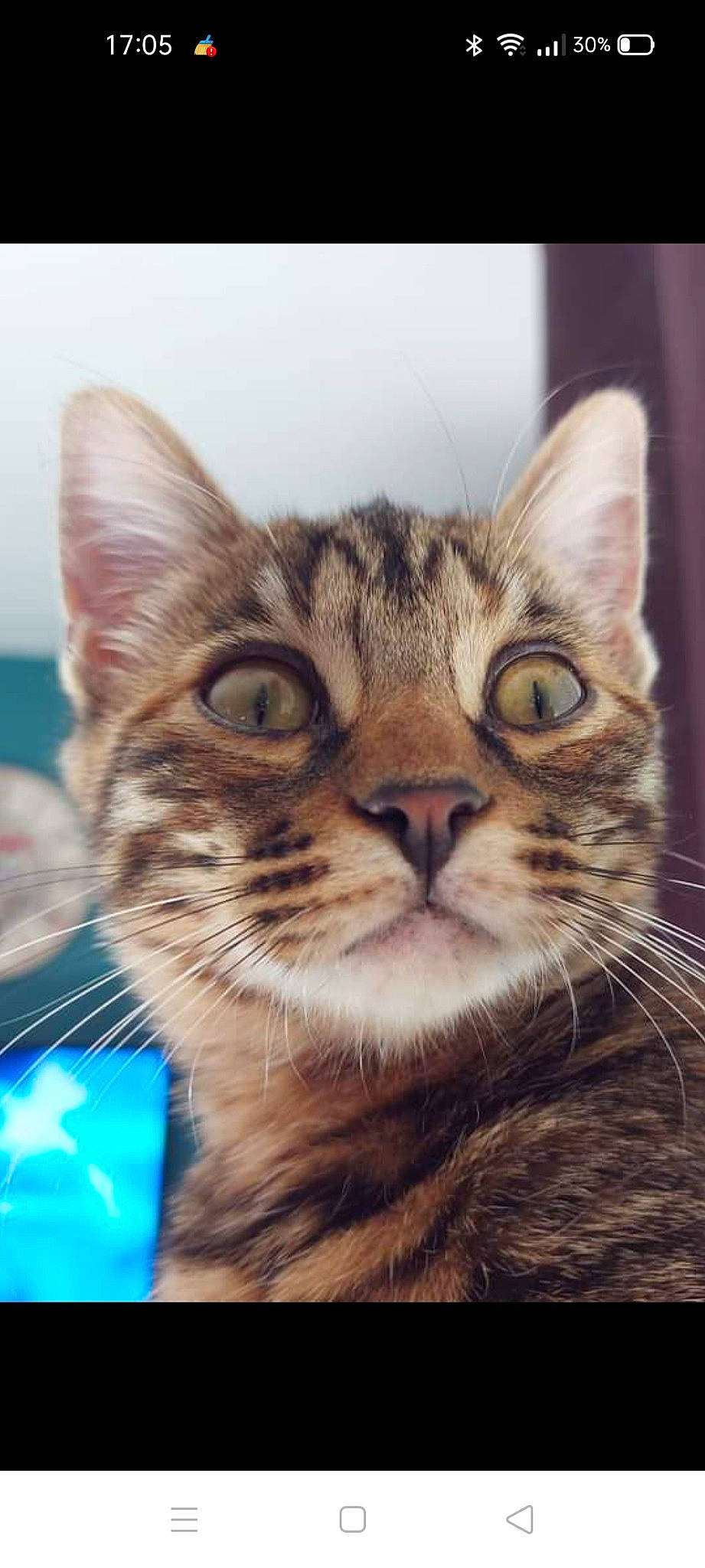 Nalah a rejoint le concours — aidez-le/la à gagner de superbes lots ! carnivore, cat, domestic_short_haired_cat, door, electric_blue, felidae, fur, paw, photo_caption, small_to_medium_sized_cats, snout, square, terrestrial_animal, whiskers, wildlife, window