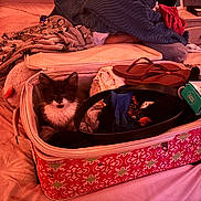 Dexter is registered to the contest to win money with this photo: kitten, cat, suitcase, bed, blanket, flip_flops, clothes, room, furniture, indoor, pet, animal, furry, resting, cozy, stuffed_toy, patterned, casual, domestic, messy