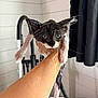 Dexter is registered to the contest to win money with this photo: kitten, cat, wet, bathroom, human_arm, blue_eyes, black_and_white, fur, water_drops, clinging, whiskers, indoor, faucet, curtain, shiplap_wall, pet_bath, close_up, animal, wet_fur, expression