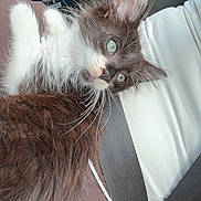 Dexter is registered to the contest to win money with this photo: animal, black_and_white, car_seat, cat, closeup, curious, cute, ears, feline, fur, green_eyes, human_leg, indoor, kitten, lap, pet, relaxed, seatbelt, upholstery, whiskers