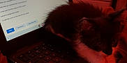 Dexter is registered to the contest to win money with this photo: bed, black_and_white, blanket, cat, checkered_bag, computer_screen, cozy, electronics, furniture, household_items, indoor, keyboard, kitten, laptop, pet, remote_control, resting, room, soft_lighting, technology