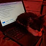 bed, black_and_white, blanket, cat, checkered_bag, computer_screen, cozy, electronics, furniture, household_items, indoor, keyboard, kitten, laptop, pet, remote_control, resting, room, soft_lighting, technology