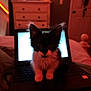 Dexter is registered to the contest to win money with this photo: bed, black_and_white, blurred_background, cat, cozy, door, drawer, furniture, furry, glow, houseplant, indoor, keyboard, kitten, laptop, night, pet, screen, technology, warm_lighting