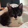 Dexter joined the competition — help win amazing prizes! kitten, cat, blue_eyes, black_and_white, fluffy, whiskers, bed, blanket, indoor, cozy, pet, animal, fur, cute, resting, young, domestic_cat, soft, quiet, relaxed