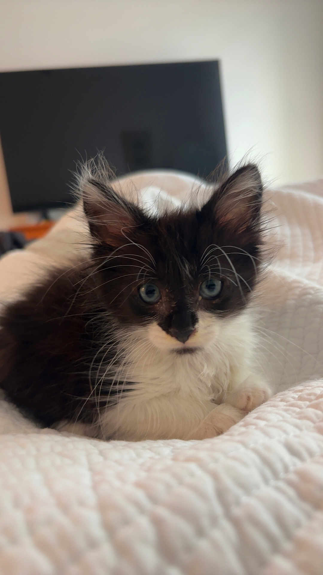 Dexter joined the competition — help win amazing prizes! kitten, cat, blue_eyes, black_and_white, fluffy, whiskers, bed, blanket, indoor, cozy, pet, animal, fur, cute, resting, young, domestic_cat, soft, quiet, relaxed