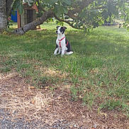 Naïa a rejoint le concours — aidez-le/la à gagner de superbes lots ! backyard, canidae, garden, grass, lawn, plant, pointer, soil, sporting_group, tree, yard