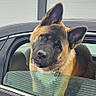 Brody is registered to the contest to win money with this photo: dog, akita, car, window, rain, pet, animal, face, ears, fur, collar, outside, building, glass, reflection, curious, head_tilt, transportation, vehicle, canine