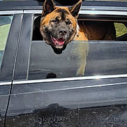 Brody is registered to the contest to win money with this photo: dog, car, window, outdoor, vehicle, sky, storage_box, green_strap, black_car, happy, pet, transportation, road_trip, sunlight, canine, head_out_window, daytime, travel, animal, adventure