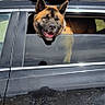 dog, car, window, outdoor, vehicle, sky, storage_box, green_strap, black_car, happy, pet, transportation, road_trip, sunlight, canine, head_out_window, daytime, travel, animal, adventure