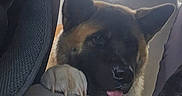 Brody is registered to the contest to win money with this photo: dog, car_interior, seat, window, pet, animal, tongue_out, fur, backseat, paw, head, cute, domestic_animal, vehicle, looking, canine, inside, travel, transport, resting