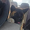 dog, car_interior, seat, window, pet, animal, tongue_out, fur, backseat, paw, head, cute, domestic_animal, vehicle, looking, canine, inside, travel, transport, resting